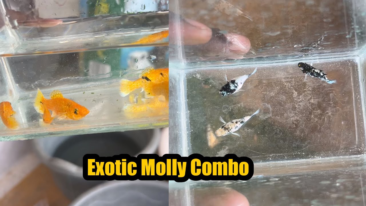 என்னிடம் விற்பனைக்கு உள்ள மீன்கள்|ExoticGuppy|All In Our Fishes|Sales Video|Aquarium#petslovechannel