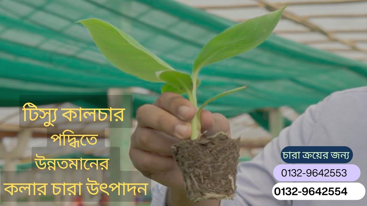 টিস্যু কালচার পদ্ধতিতে তৈরী উন্নতামনের কলার চারা উৎপাদন  A-Z II Green Agritech-2024