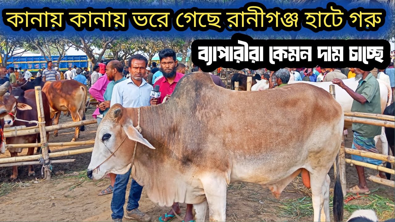 ১৬/৩/২৬| রানীগঞ্জ হাটে আমদানি বেশি ক্রেতা কম ব্যাপারীদের মাথায় হাত আজ দেখেন!