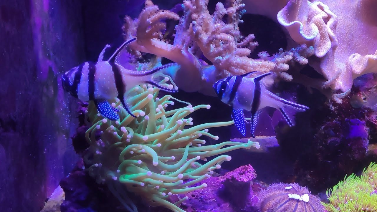 PAREJA REPRODUCTORA de Pterapogon Kauderni | Peces Cardenal