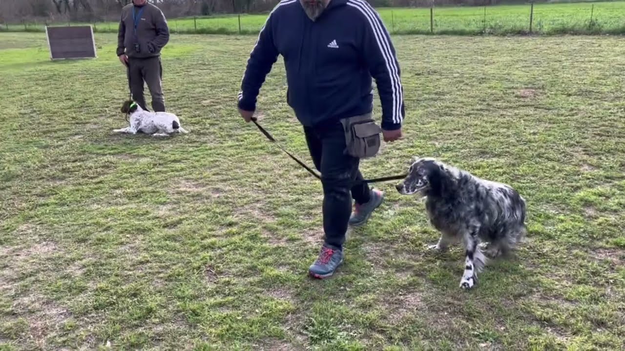 Mastin,Braco Alemán y Setter Inglés ❤️