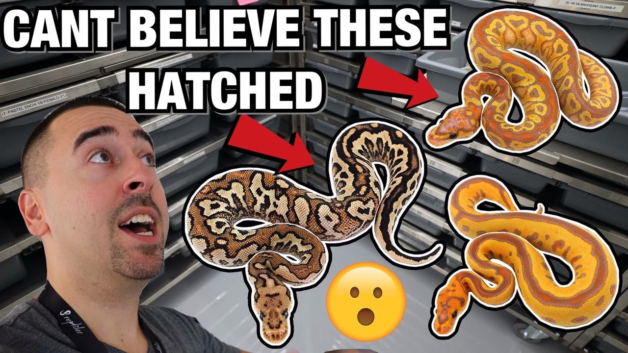 HATCHING INSANE SNAKES! CRAZY ODDS! HURRICANE CLUTCH| BALL PYTHONS #SNAKES # REPTILES #PYTHONS
