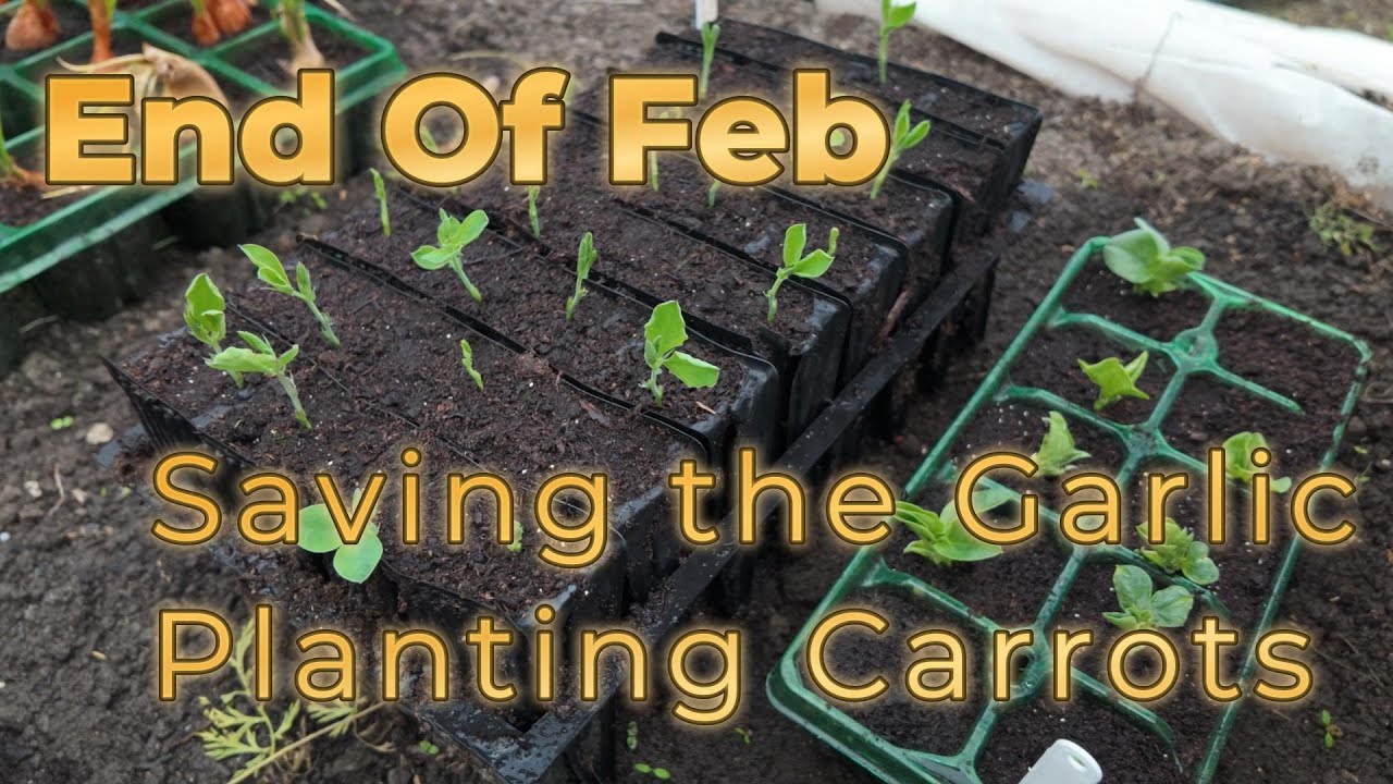 Planting Carrots