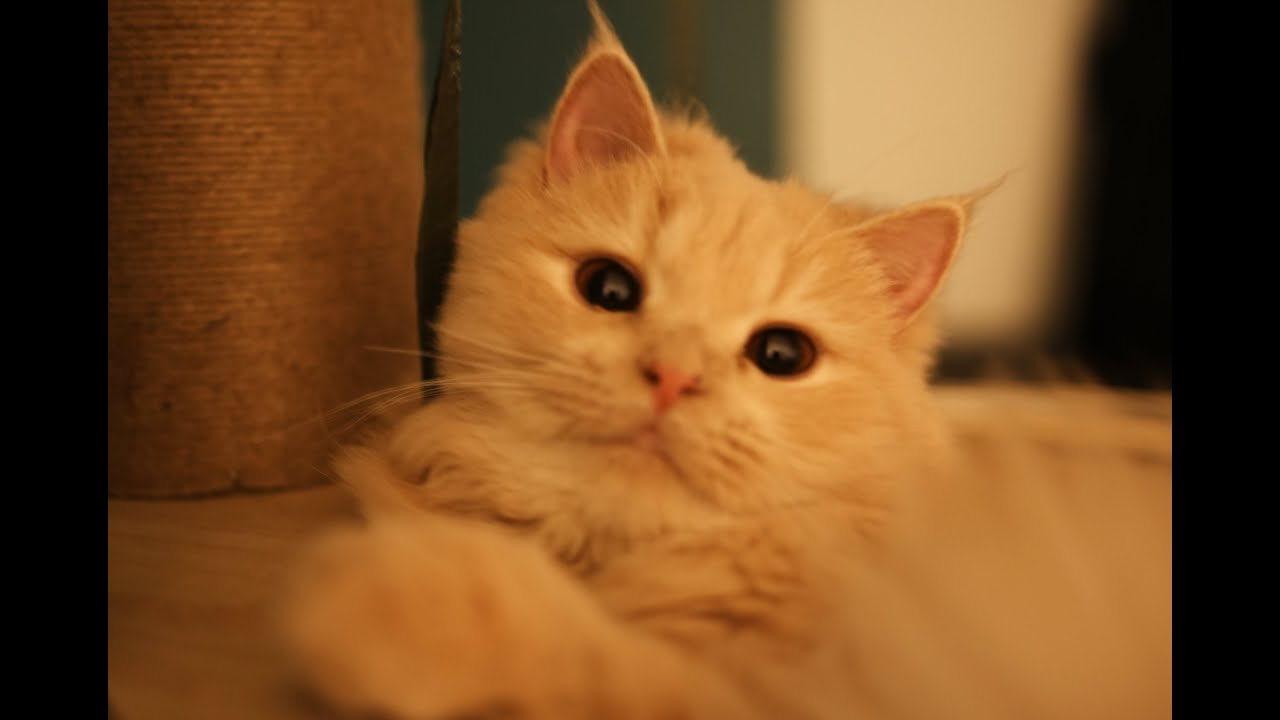 A Day in the Life of an Orange Cat | Sushi Cat Vlog | Cinematic Cat | Sony A7C II