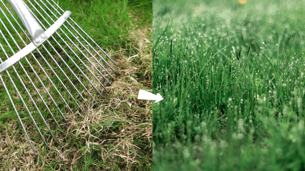 Does Raking the Grass Help it Grow?