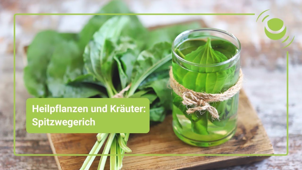 Spitzwegerich &ndash; Alles, was du &uuml;ber seine Wirkung wissen solltest.