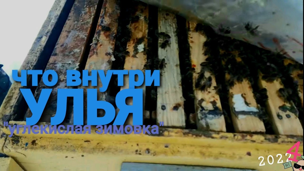 Продолжается углекислая зимовка. Без потерь и дотаций 🤔. Беларусь.