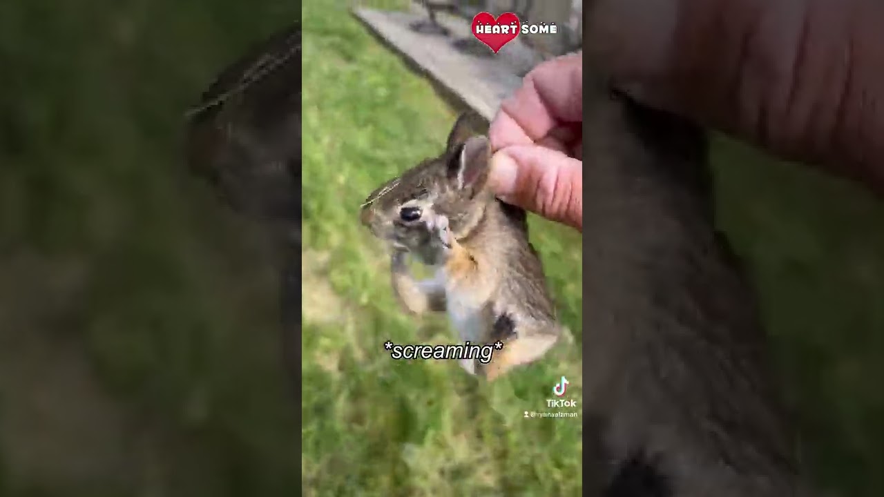 Baby Bunny Screaming After Being Rescue from Hungry Dogs || Heartsome 💖