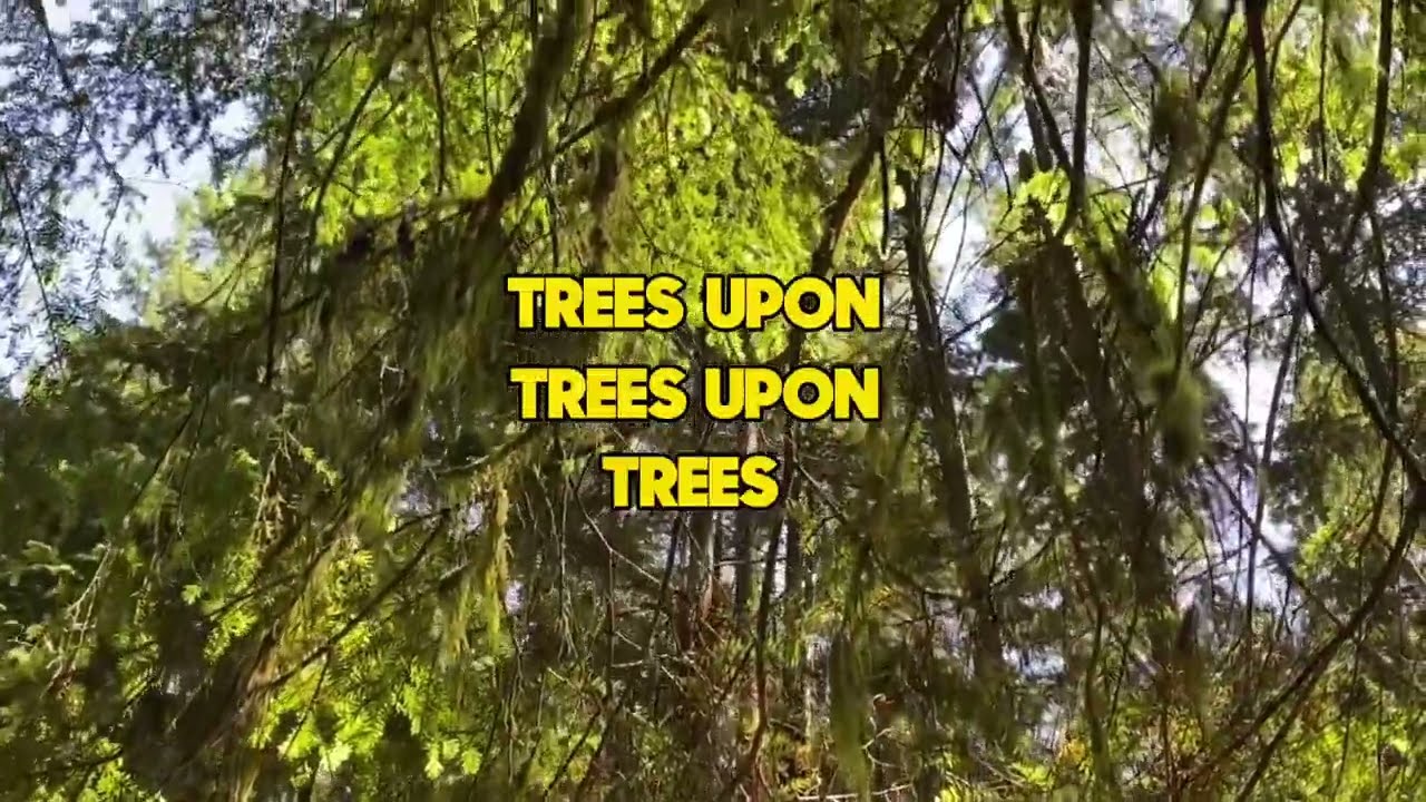 Lewis McLaughlin - Trees (Official Visualiser)