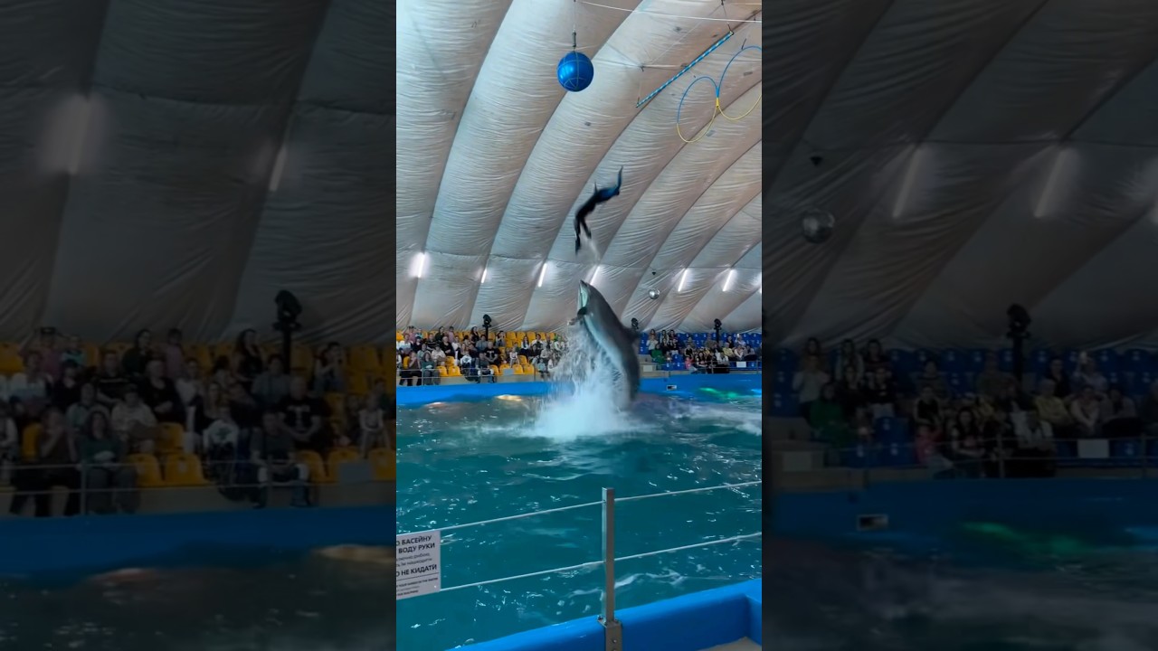 Dolphin Ninja Shocks Everyone! #shorts
