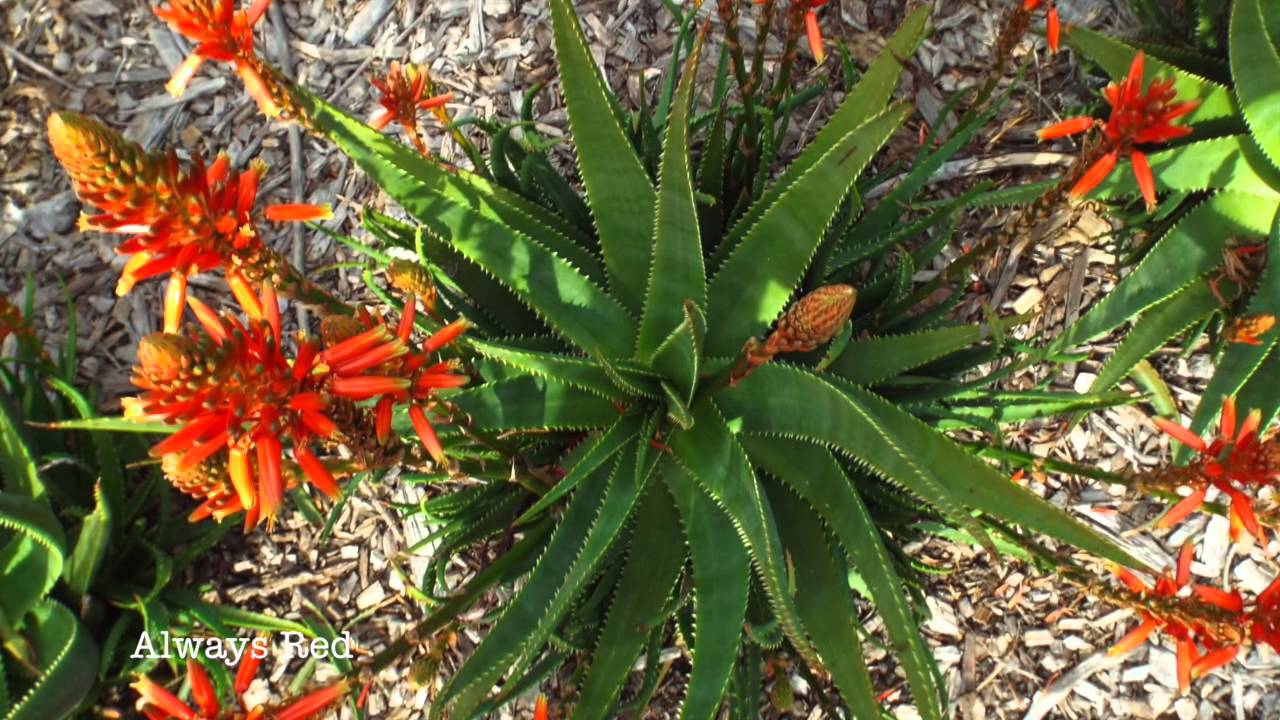 Aloe Aloe Royal Botanic Gardens Sydney