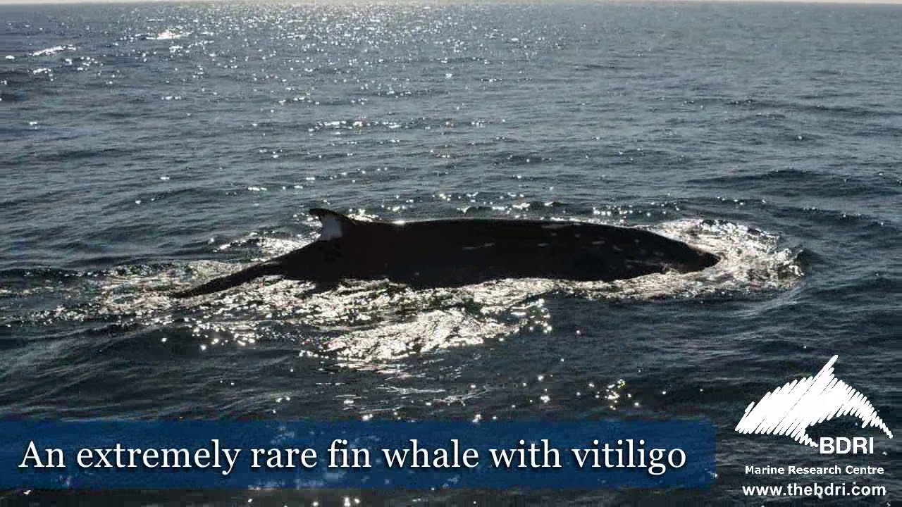 Fin whale with vitiligo