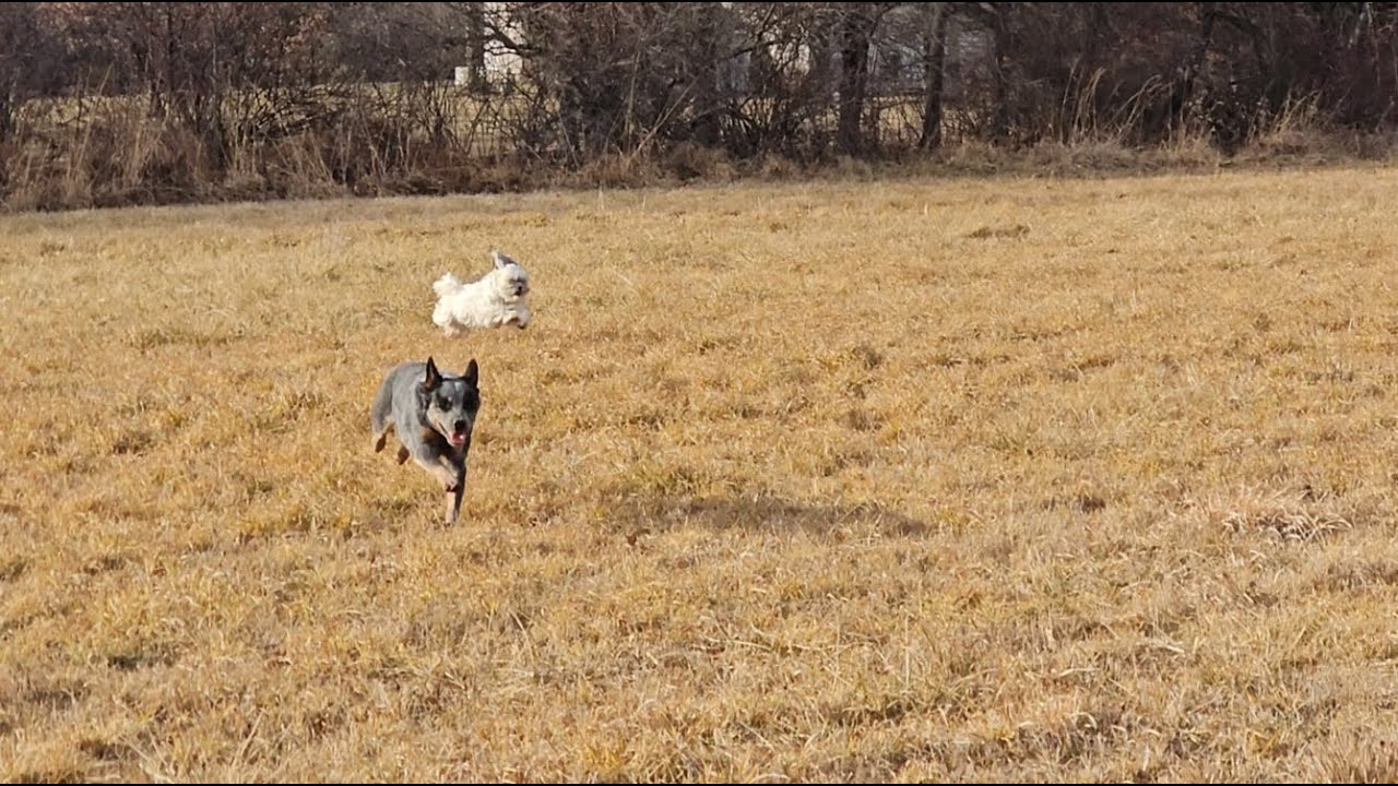 This Tiny Shih Tzu Tries to Outrun a Cattle Dog