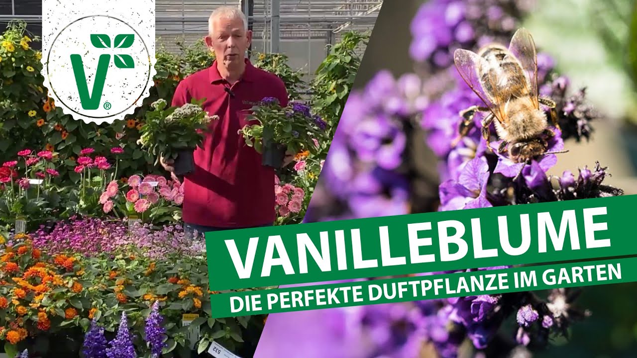 Vanilleblume - Die perfekte Duftpflanze für den Garten