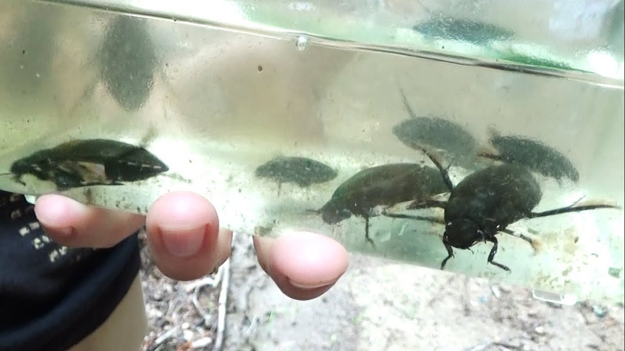 【ガサガサ】絶滅危惧種の巨大ゲンゴロウを捕獲！！#1