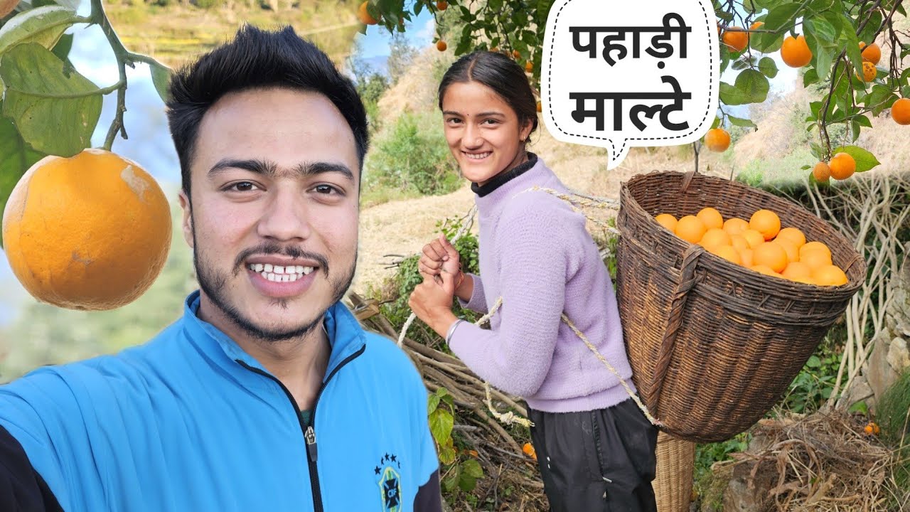 खूबसूरत पहाड़ों में रसीले माल्टों की हार्वेस्टिंग || Pahadi Lifestyle Vlog || Namaste Pahad