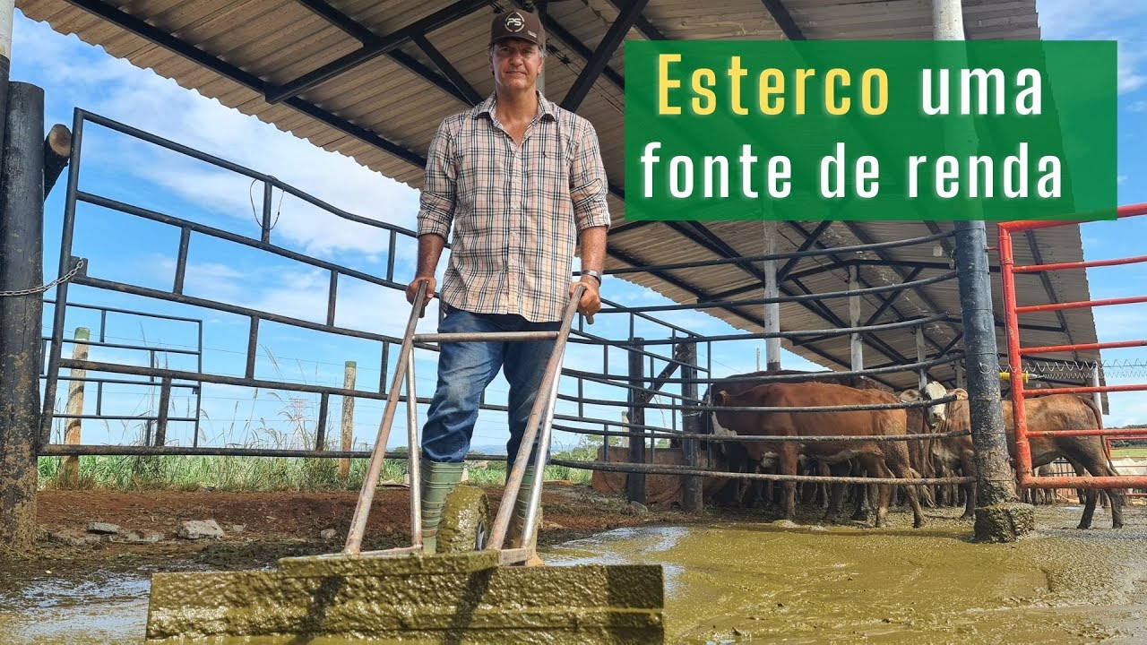 Esterco, uma fonte de renda - Limpando o confinamento