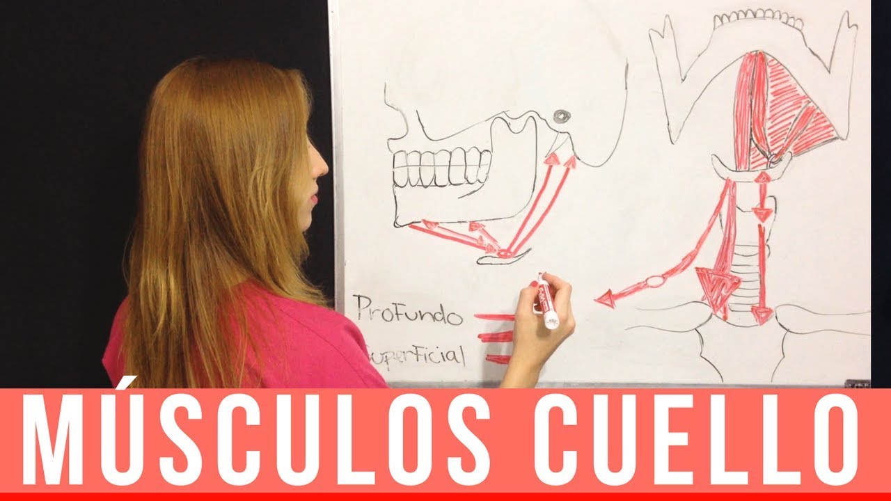 ANATOMIA MÚSCULOS DEL CUELLO + MNEMOTECNIA (Parte 1)  | Mentes Médicas