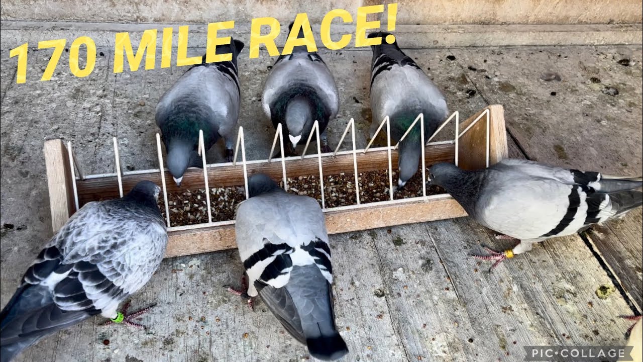 170-Mile Pigeon Race: Arrived Late, But All is Well