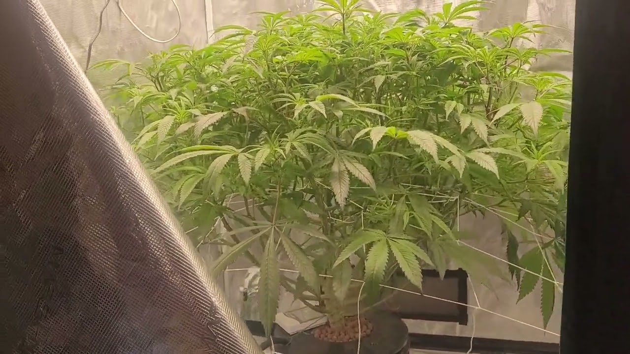week 1 flower Gelato coastal marry seeds 🧙&zwj;♂️🔥💨💚