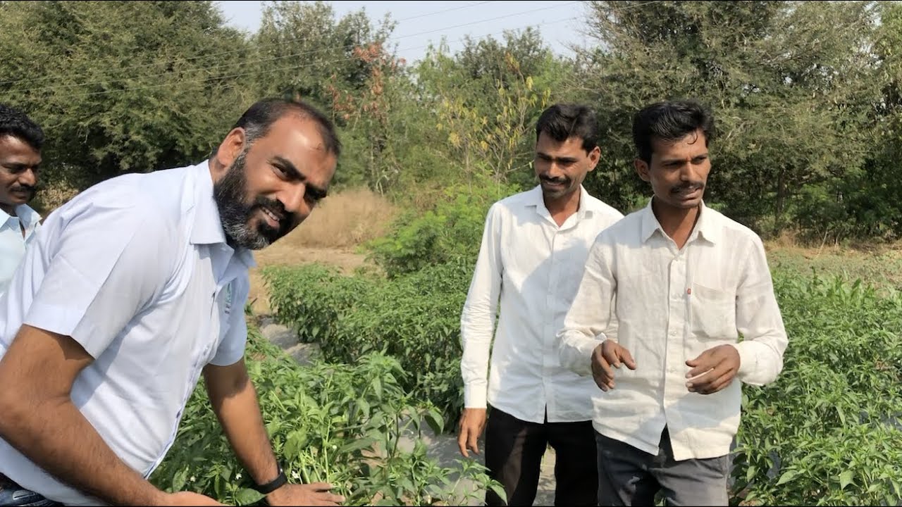 SCT - 🌶मिरची उत्पादक शेतकर्यांनी उत्कृष्ट क्वालीटीसाठी भारी जमिनीत खत व पाणी व्यवस्थान कसे करावे ⁉️