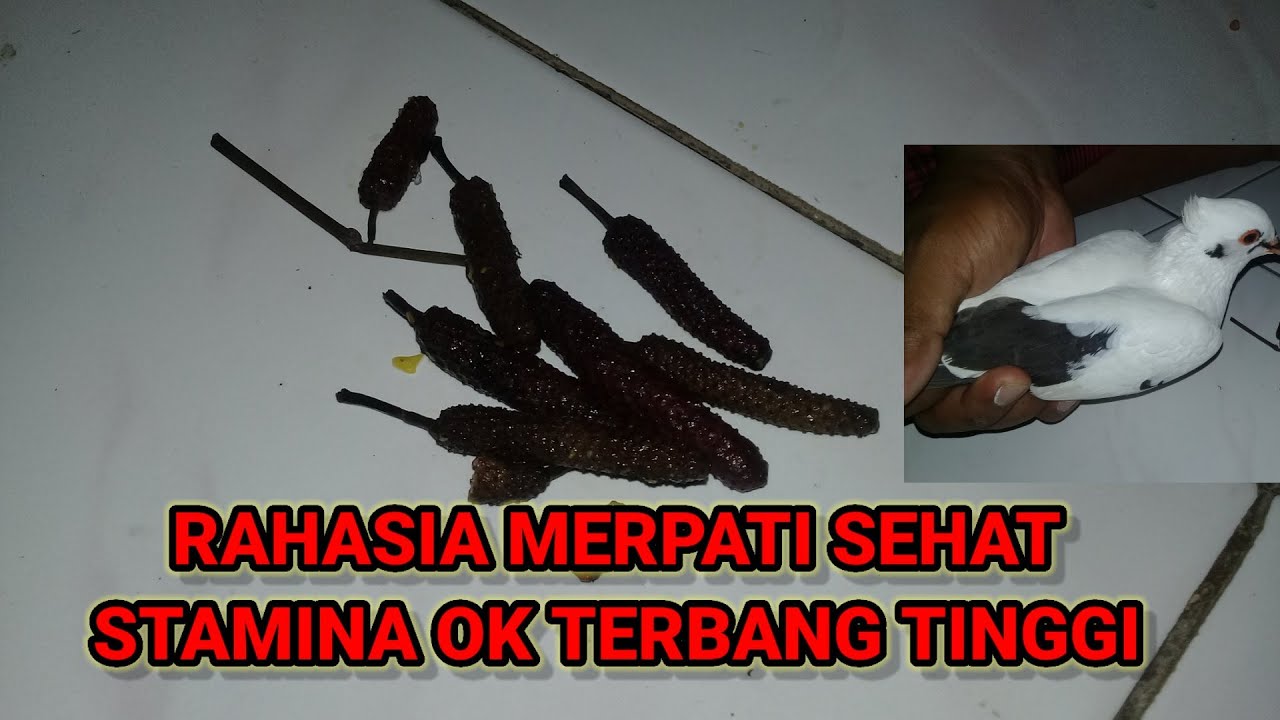DOPING MERPATI ENDEMIK TERBANG TINGGI