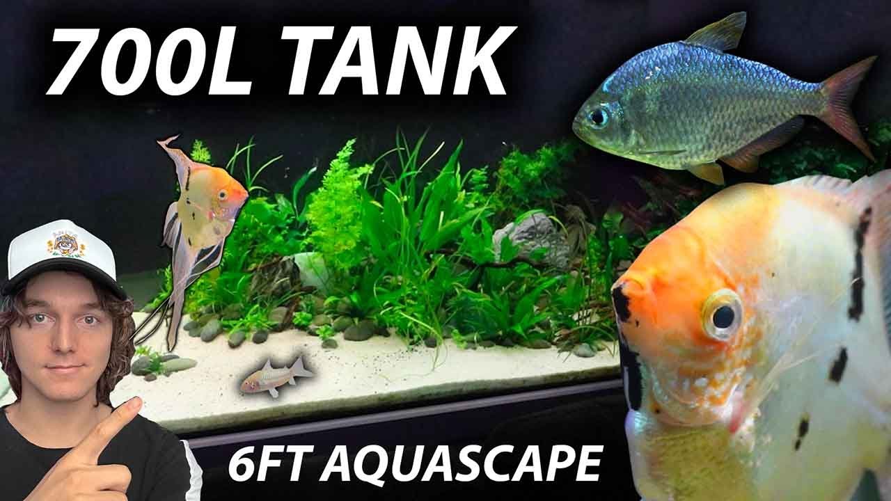BIGGEST TANK I'VE EVER AQUASCAPED (700L Community Tank)