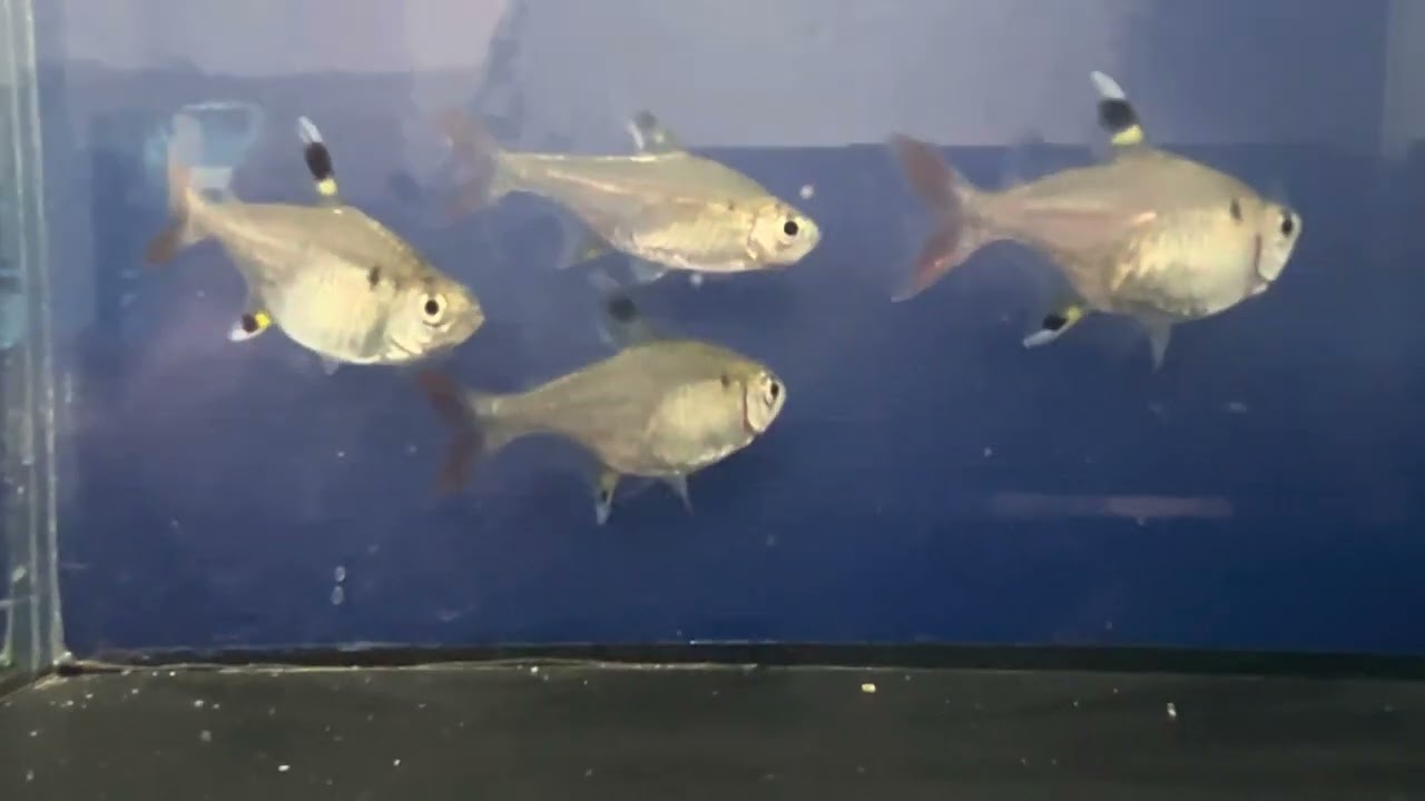 Pristella Tetra