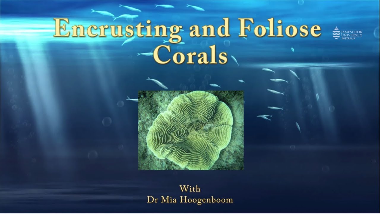 Encrusting and foliose coral growth forms - JCU Classroom on the Reef