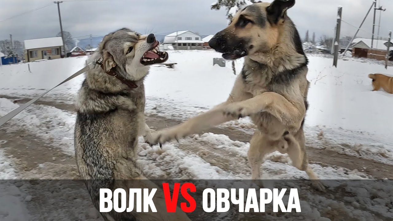 Волк VS Овчарка. На прогулке Восточник атакует волчицу, но он не ожидал такого отпора !