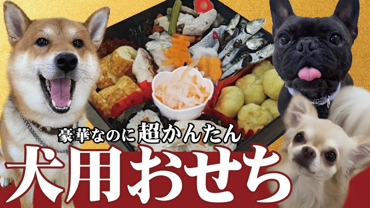 【豪華なのに超かんたん】犬用おせち作ってみた🐶🎍
