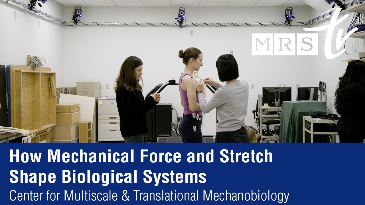 Mechanobiology: How Mechanical Force and Stretch Shape Biological Systems - Boston University
