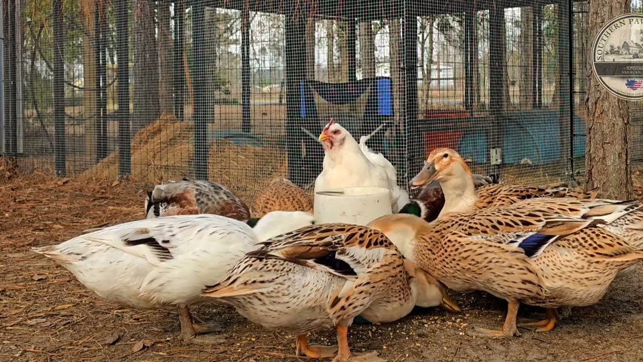 Duck cam: feeding time for the flock