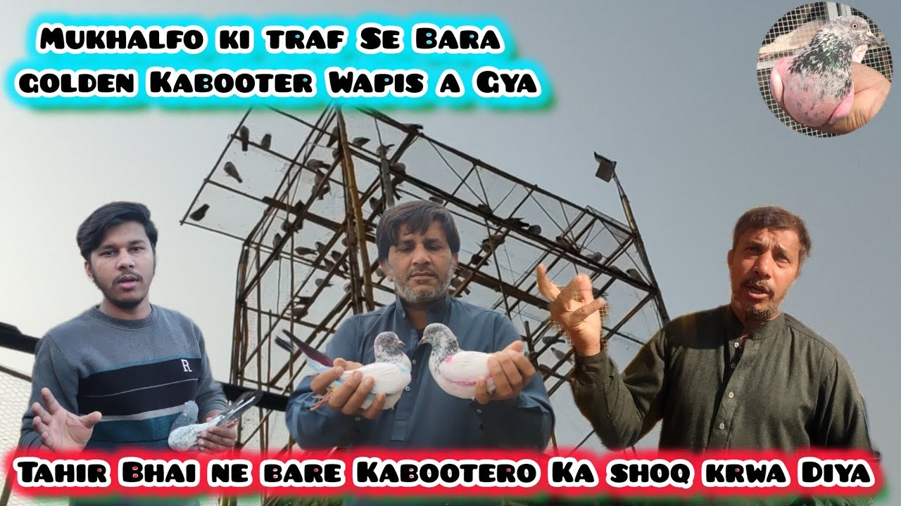 Mukhalfo ki Taraf Se Bara Kabooter Wapis a Gya 💪