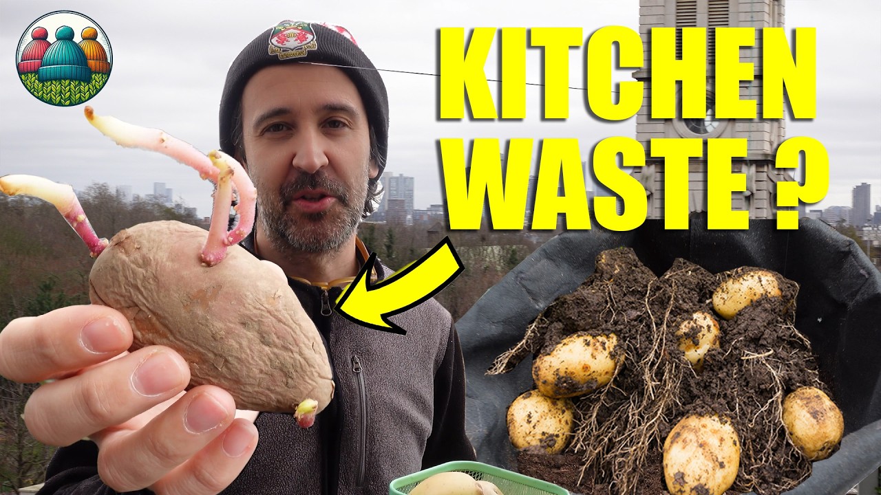 Stop Throwing Away Sprouted Potatoes! Do This Instead
