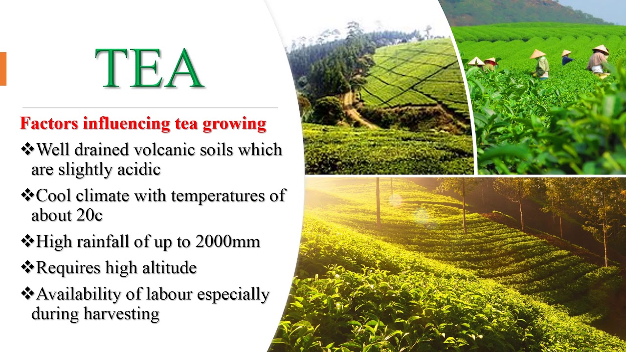 Tea farming in Kenya #Tea #Coffee #Kenya #Resources #EconomicActivities