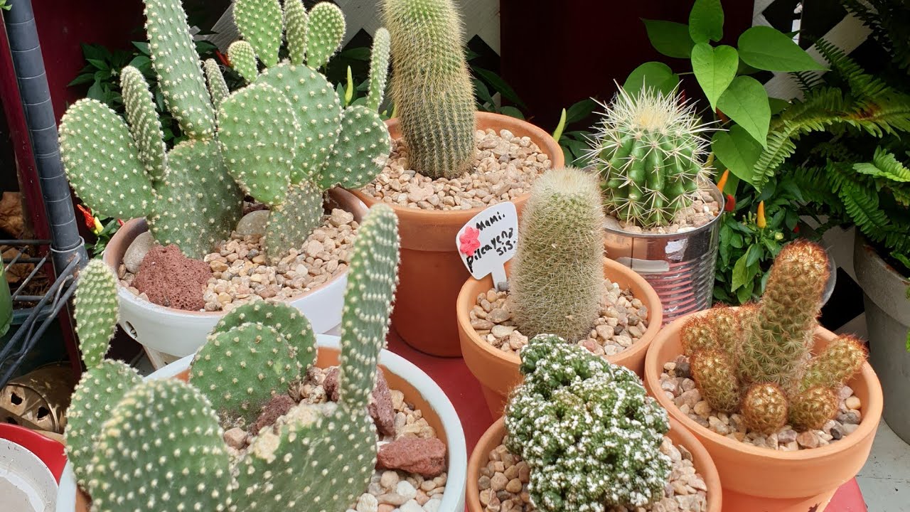 Que Sustrato Uso para Mis Cactus🌵? Día de Trasplante de Cactus!😊#jardineria #jardincasero