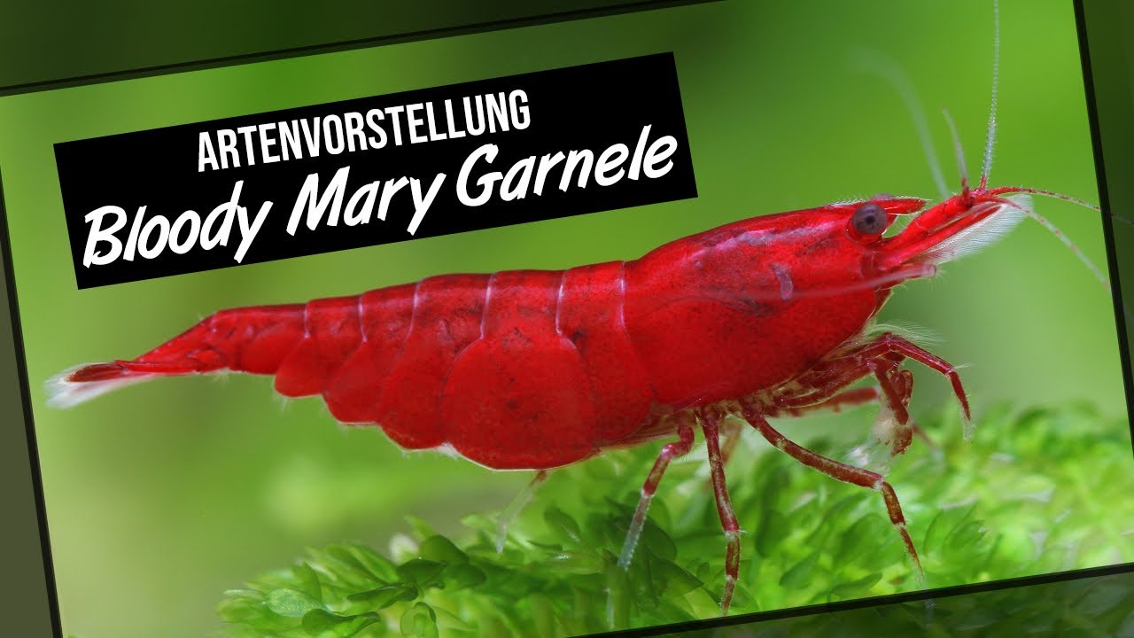 Bloody Mary Garnele - Artenvorstellung