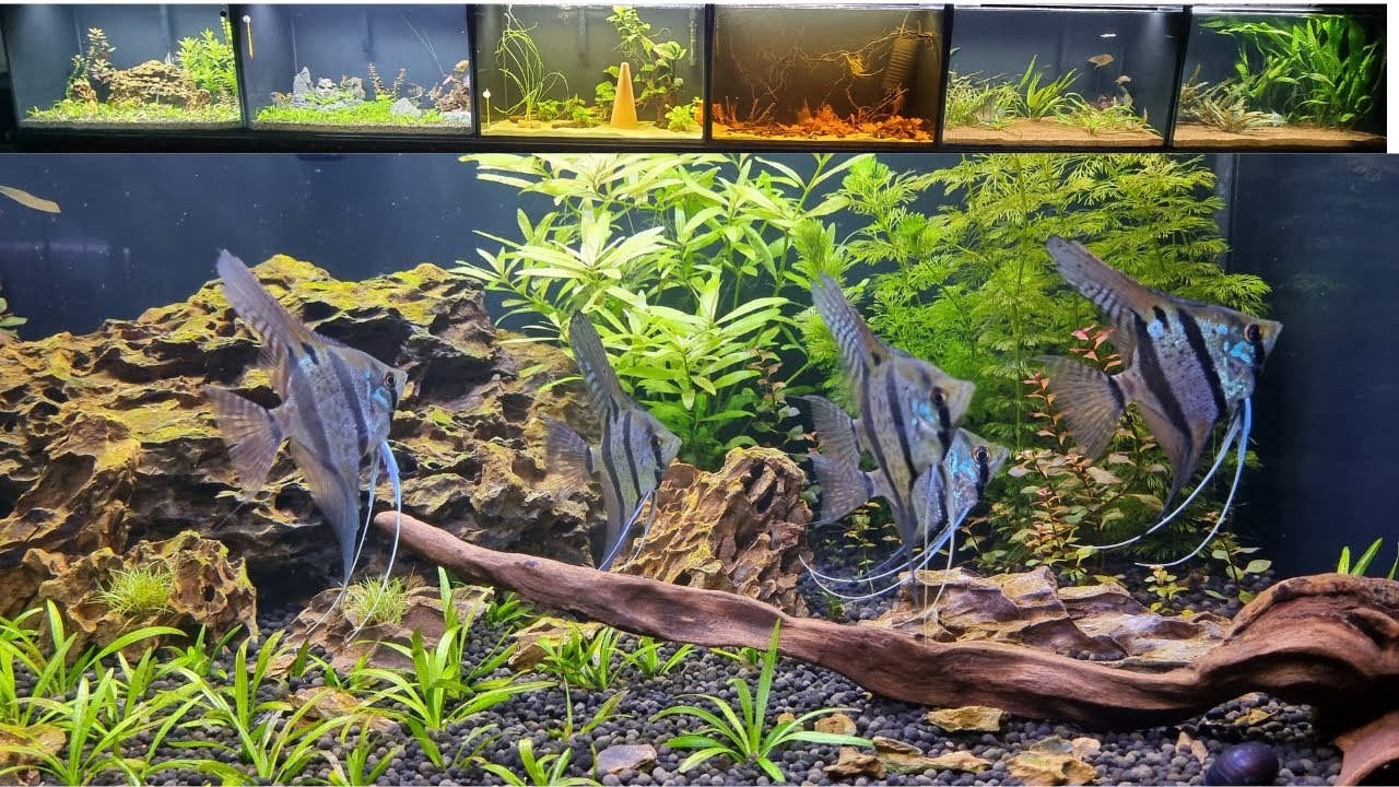 Akwarium 160 L Rio Nanay