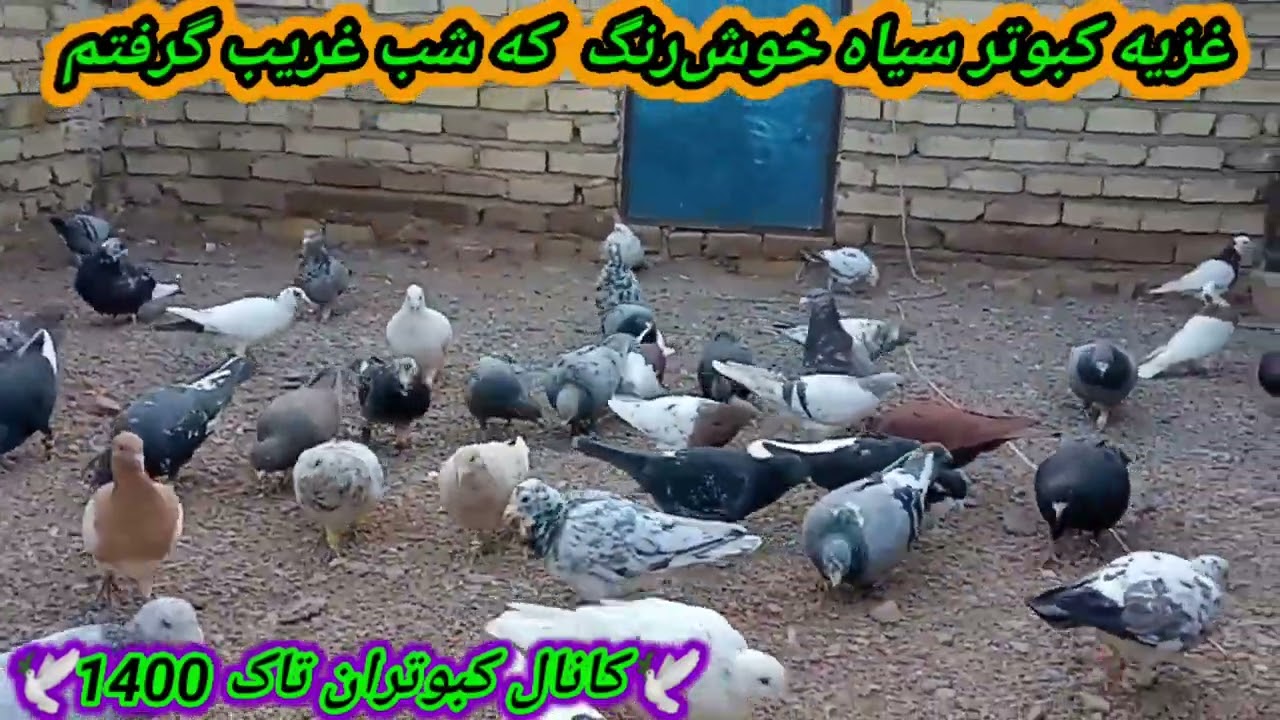 نمایشی از همه کبوترام #پرشی ها #تهرانی ها # جوجه کشی ها#کبوترای غریب گیری شده # جوجه کبوتر هام