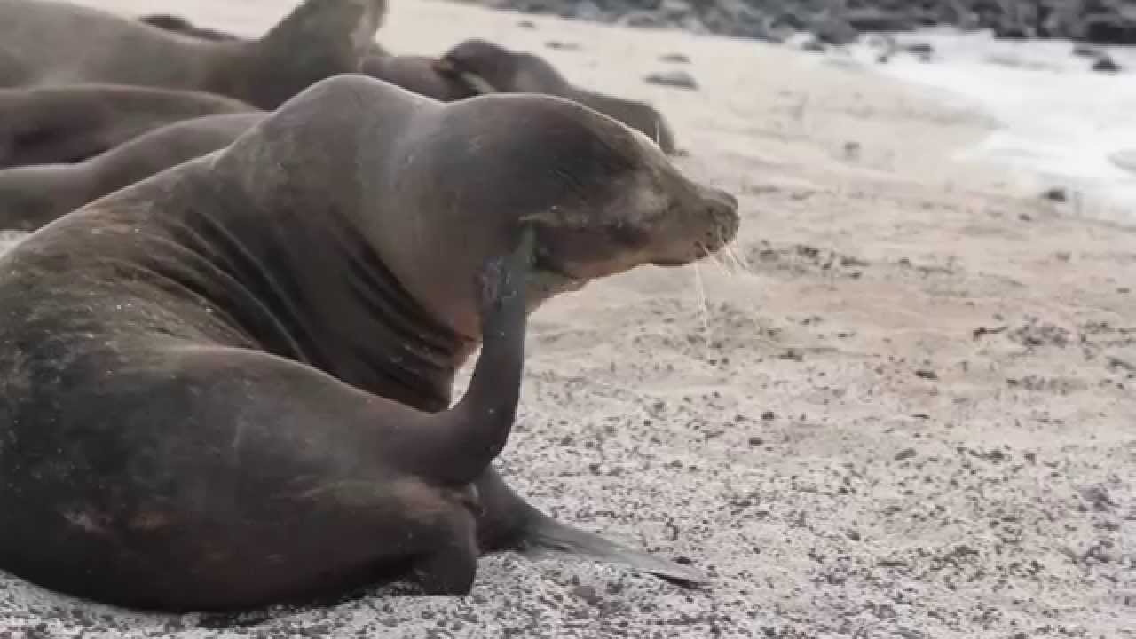 Lobos Marinos-Islas Gal&aacute;pagos