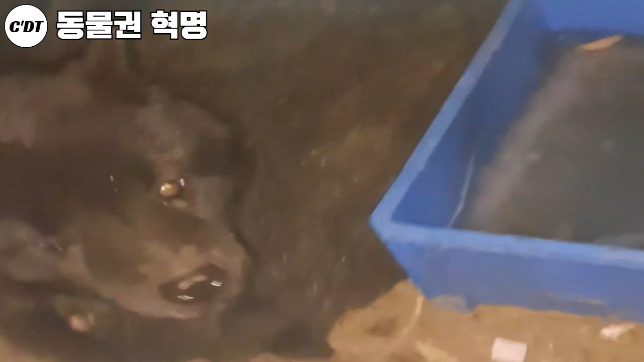 버티기 힘든 혹한의 날씨, 강한 추위에 놓인 개