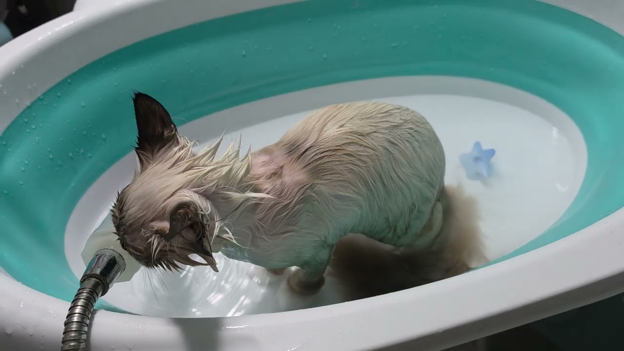 수속성 냥이 상강
