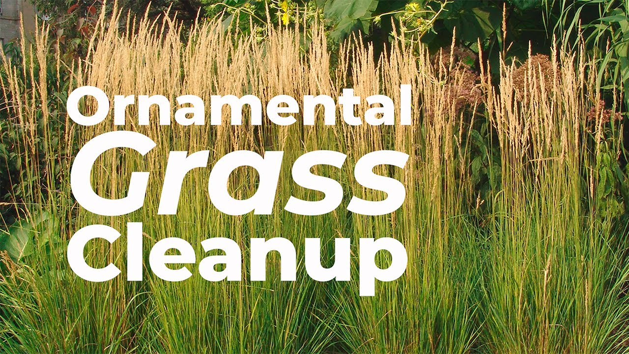 🌾 Ornamental Grass Cleanup 🌾