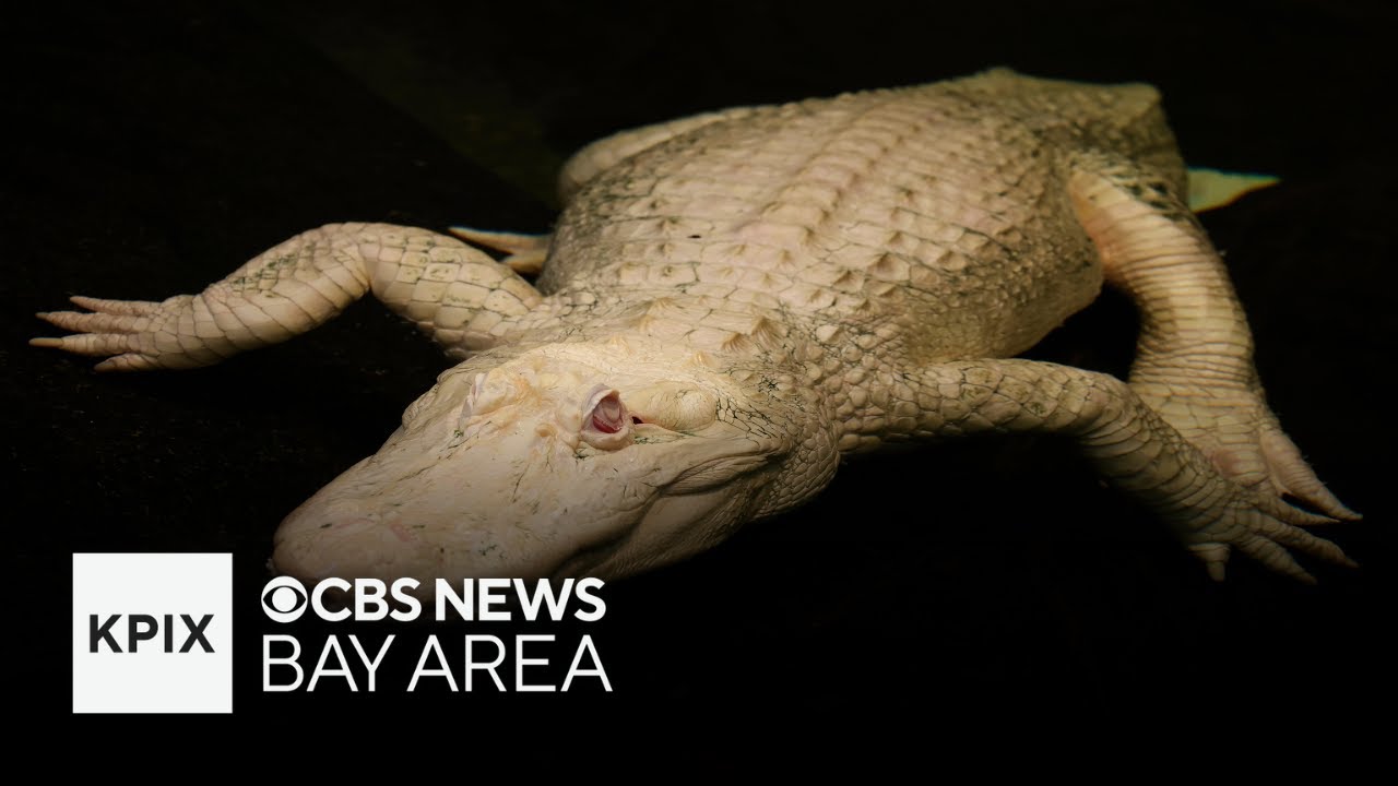 Claude the albino alligator dies at age 30