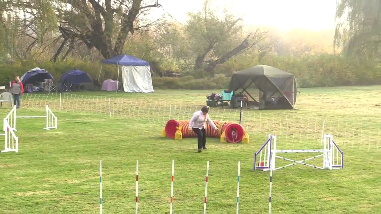 First Q EVER for Tina Carlson, Novice JWW Dog Agility, Formosan Mountain Dog in USA