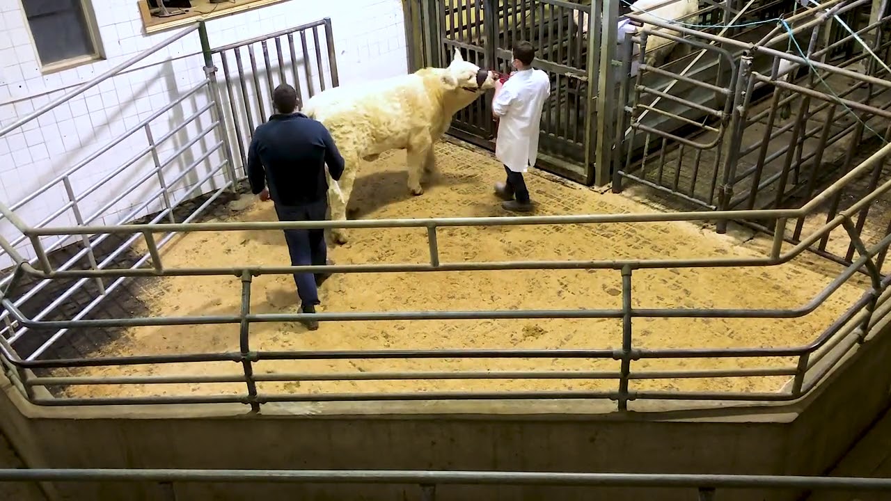 Highlights from the Irish Charolais Elite Heifer Sale 2020