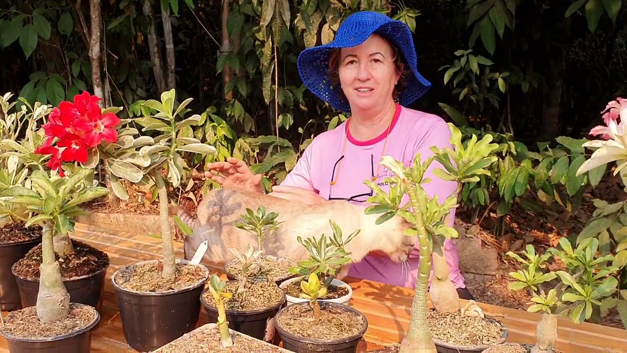 PLANTA DE PORCELANA: As belas rosas do deserto variegatas