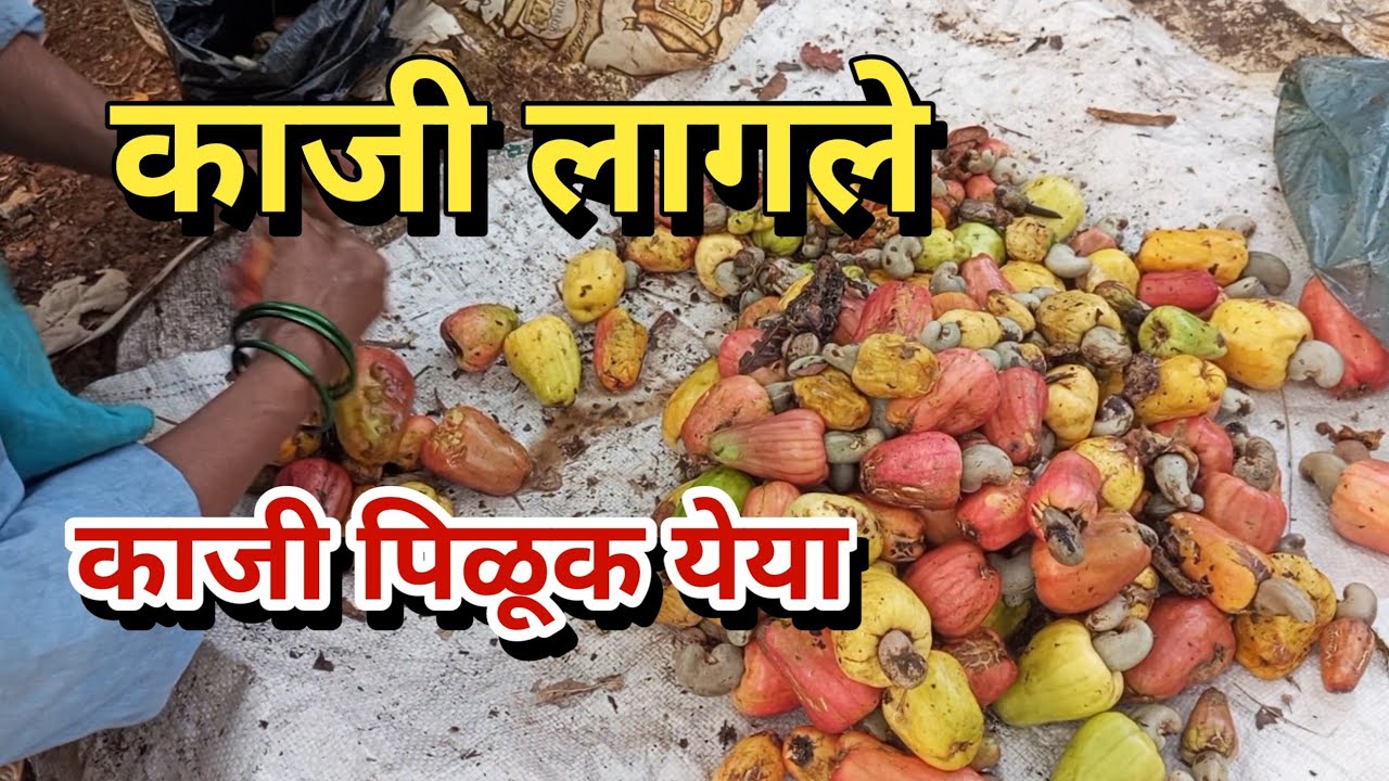 काजी लागले | पिळूक येया | kokan meva | village Vlog | kokan vlog 