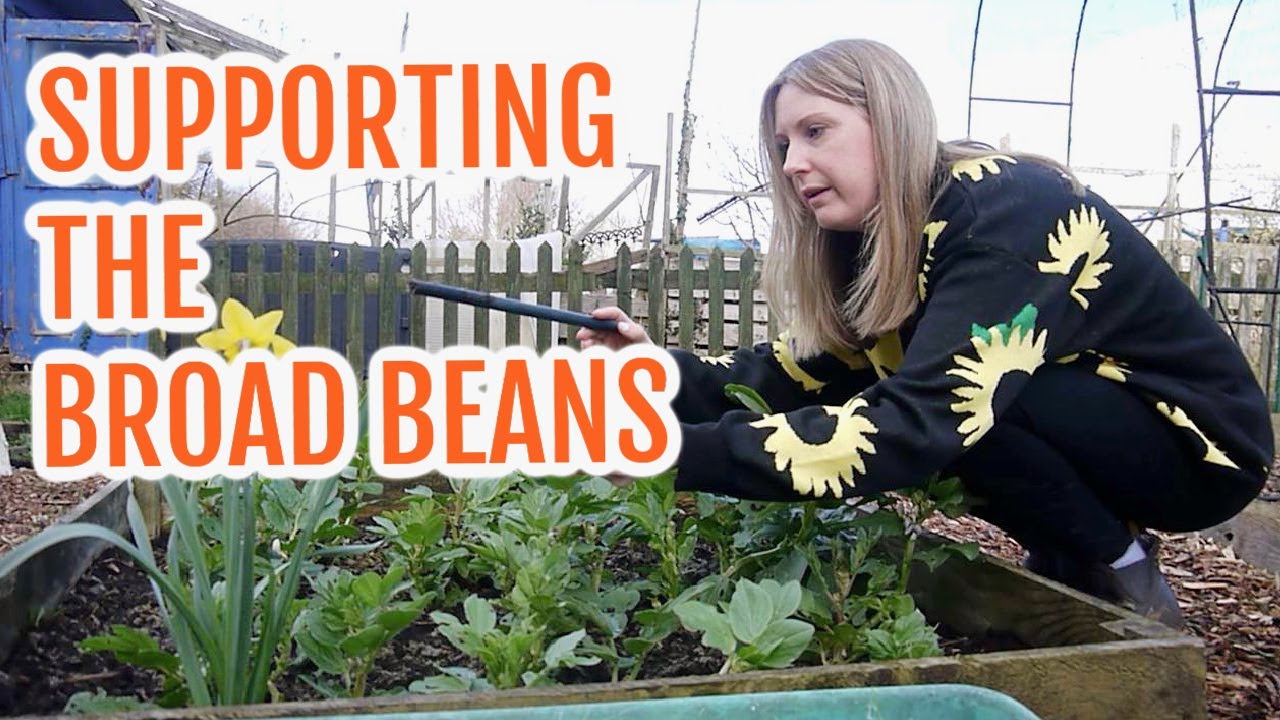 SUPPORTING THE BROAD BEANS / MARCH 2022 / EMMA'S ALLOTMENT DIARIES